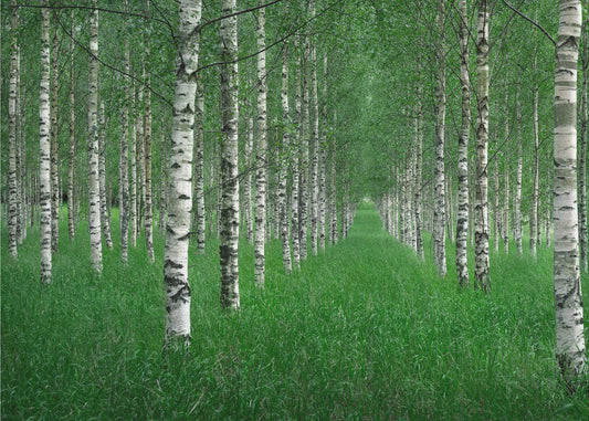 Tunneli | Valokuvatapetit