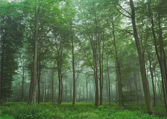 Udsigt over skoven | Fototapeter