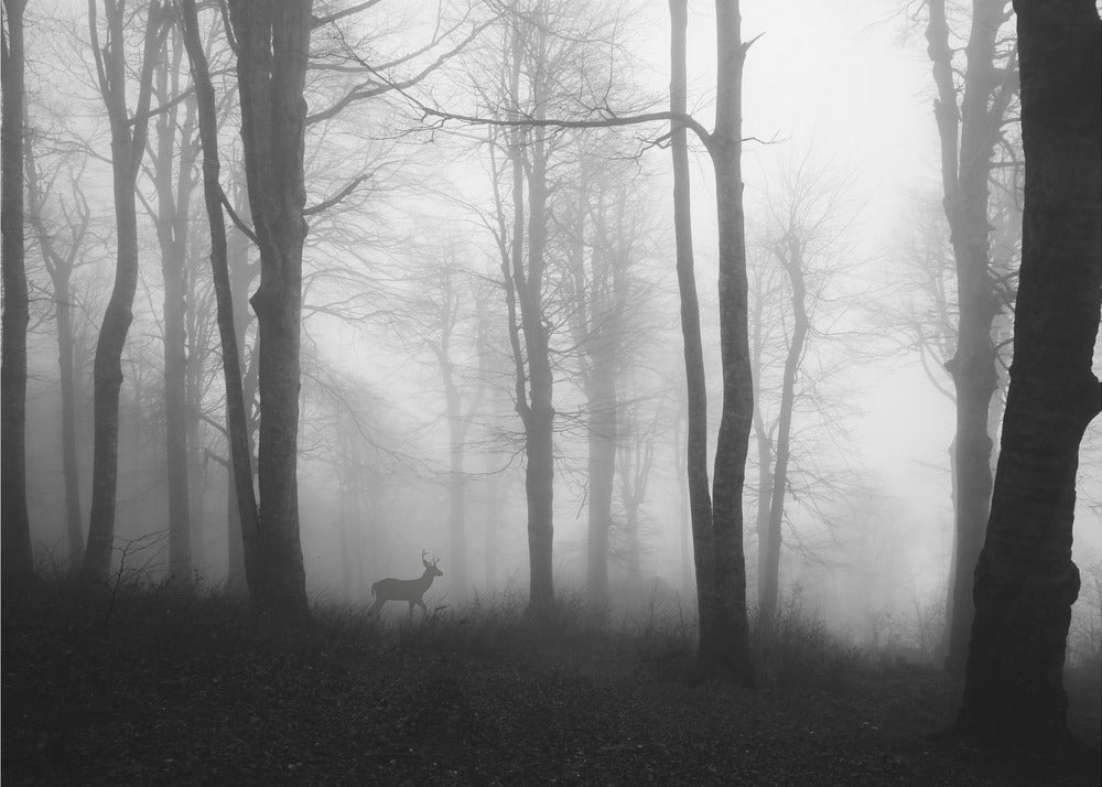 bosque | Papel Pintado Fotográfico