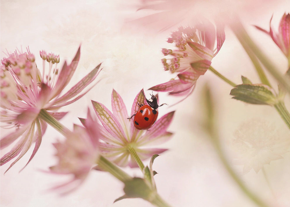 Coccinella e fiori rosa | Carta da Parati Fotografica