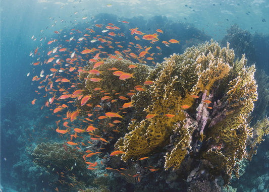 Paisaje de arrecife | Papel Pintado Fotográfico