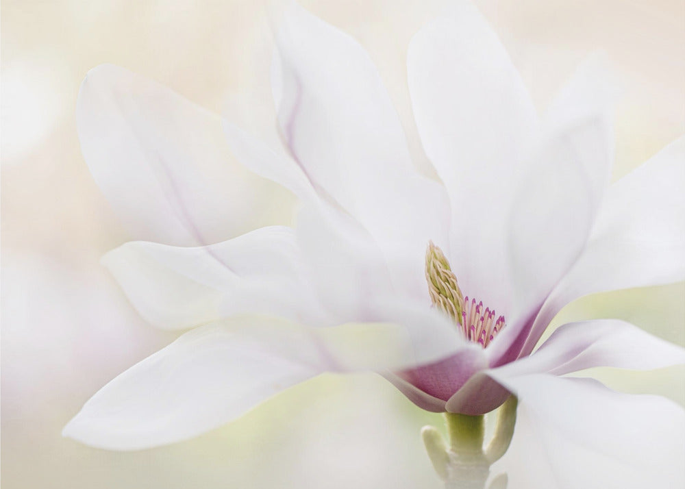 Puhtaus | Julisteet - Taidevedokset