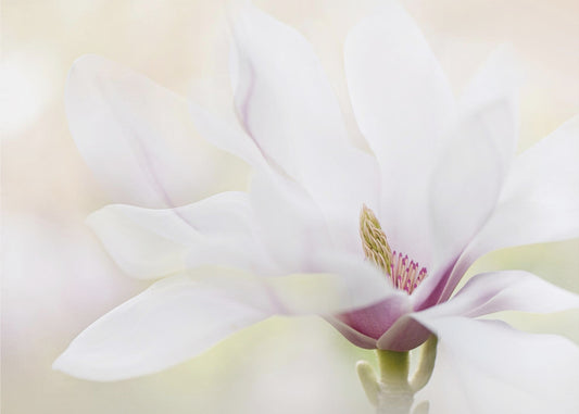 Reinheit | Poster - Kunstdruck