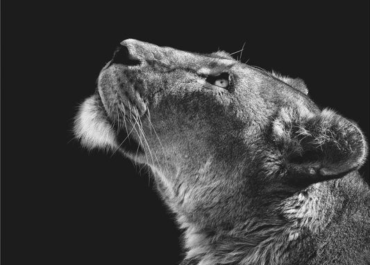 Katse ylös | Julisteet - Taidevedokset