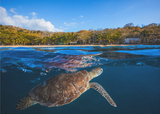 Vihreä kilpikonna - Merikilpikonna | Valokuvatapetit