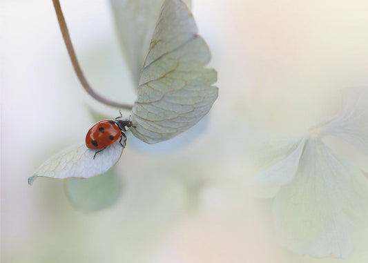 Marienkäfer auf blaugrüner Hortensie | Fototapeten