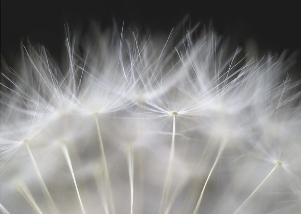 Puhalla se | Julisteet - Taidevedokset