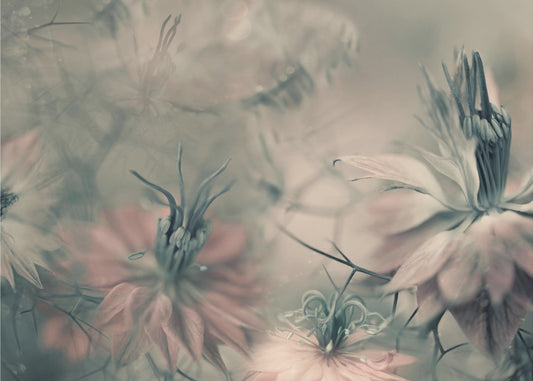 Neitsyet ll | Valokuvatapetit