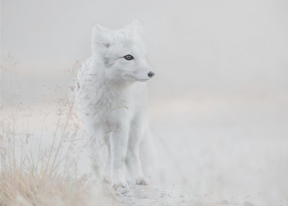 Looking around | Wallpaper