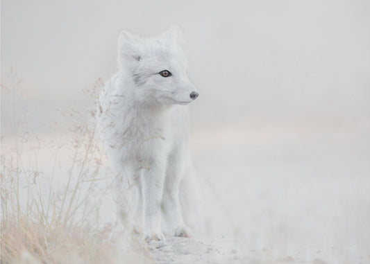 Mirando alrededor | Papel Pintado Fotográfico
