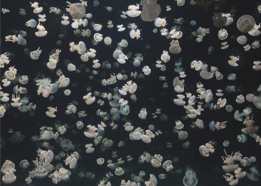 Sólo algunas gelatinas | Papel Pintado Fotográfico