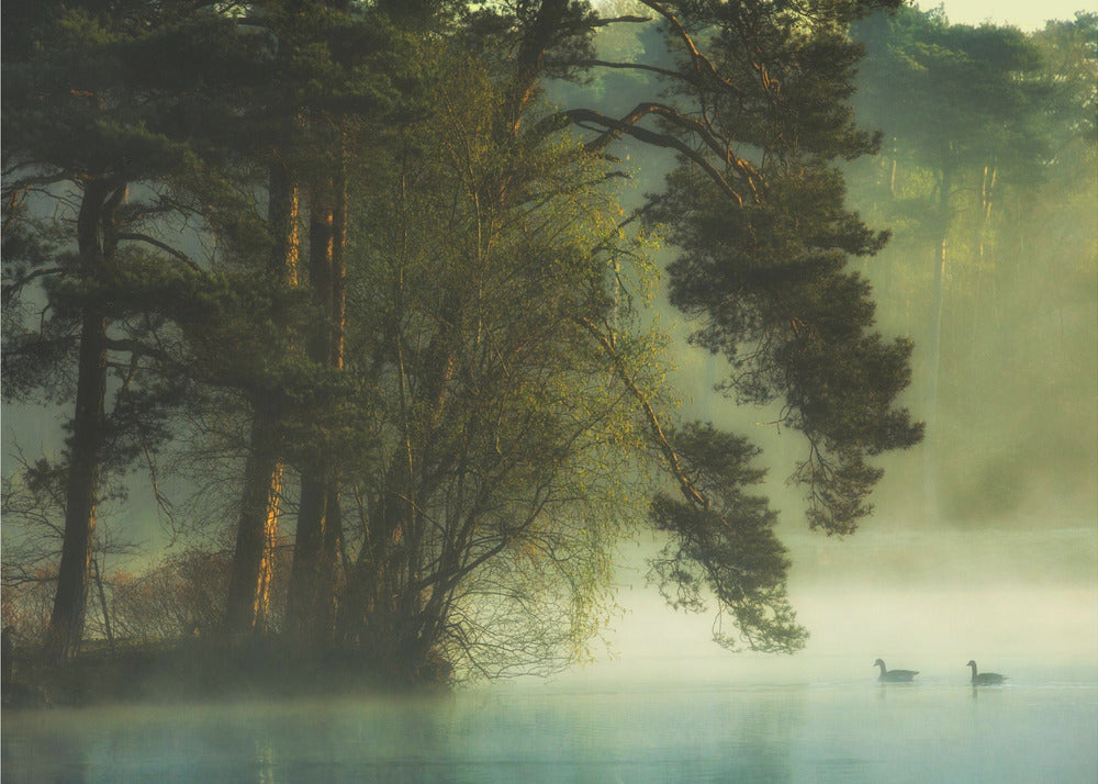 Hollandsk mose | Fototapeter