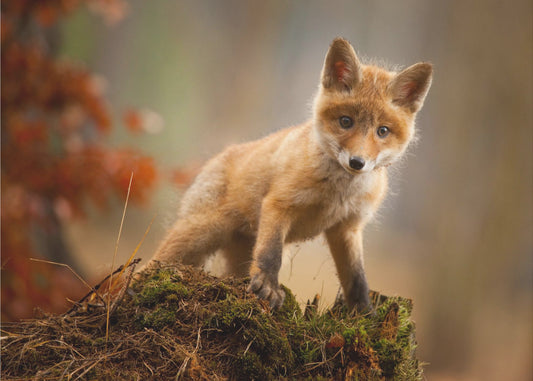 Kettu | Julisteet - Taidevedokset