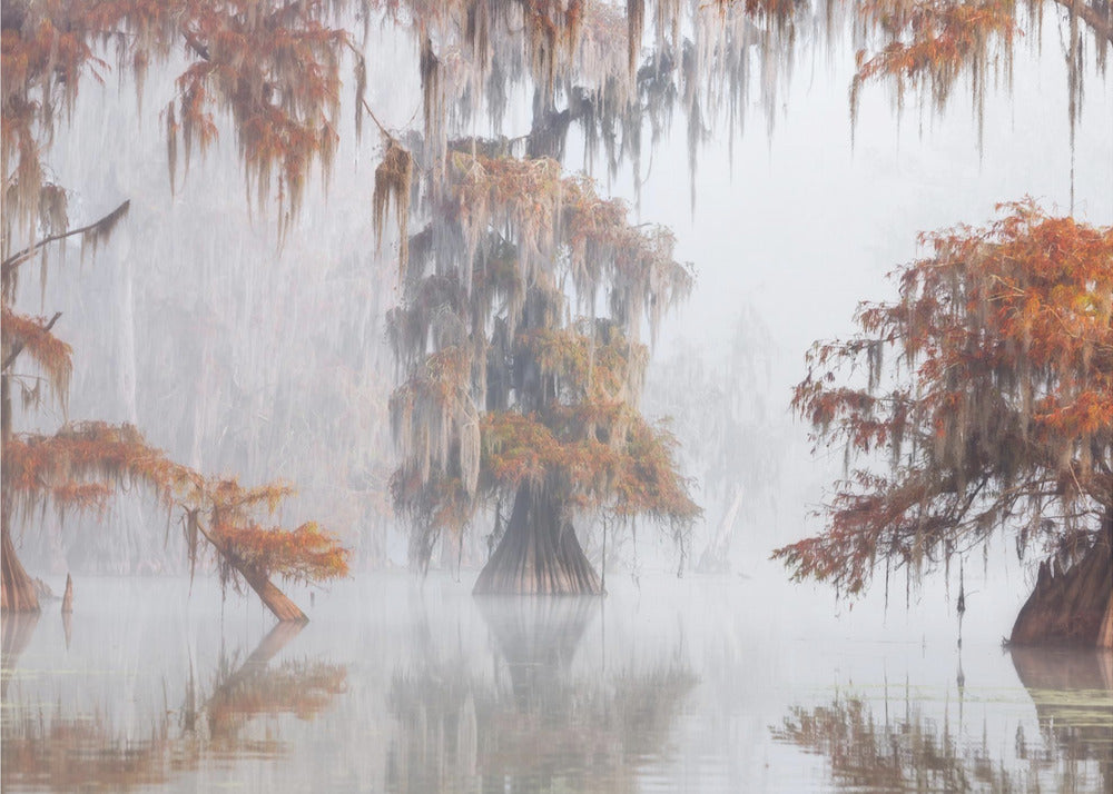 Tajemnicze bagna | Fototapeta