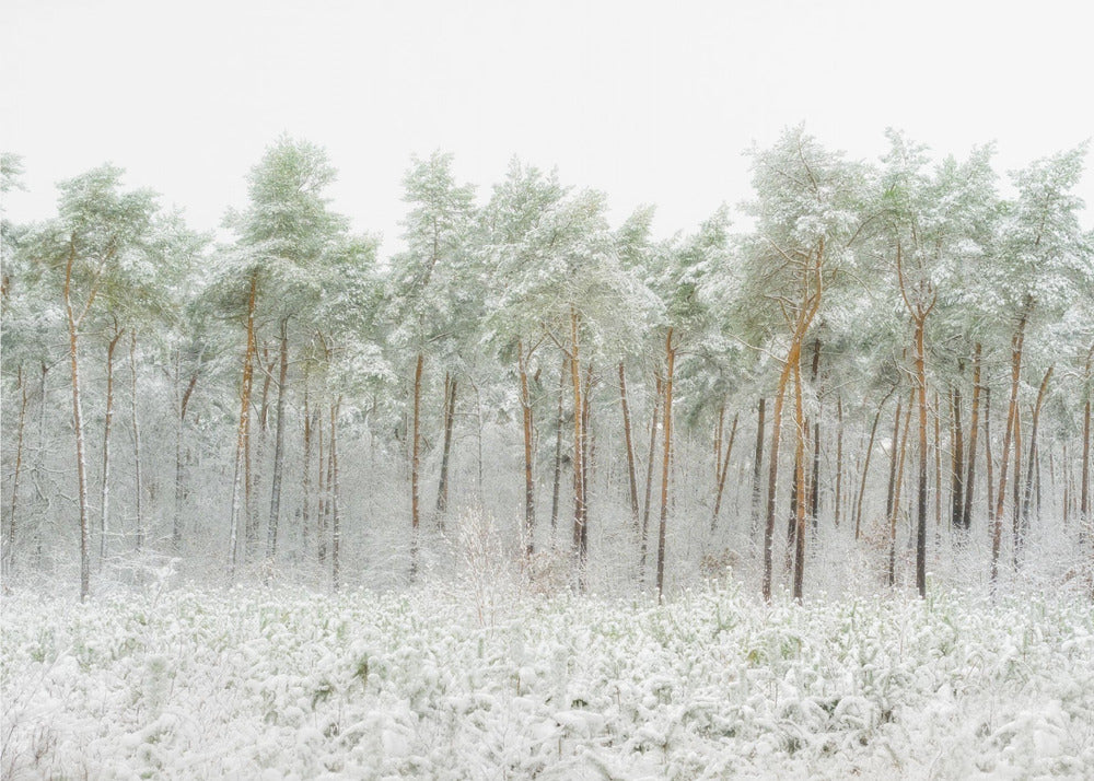 Mundo de nieve | Papel Pintado Fotográfico