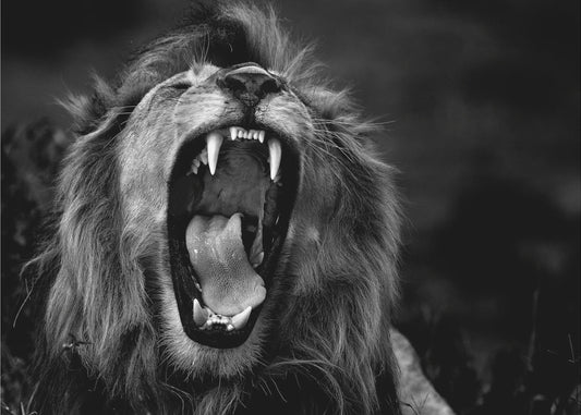 Karjunta | Canvastaulut