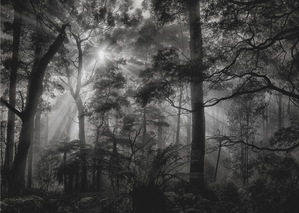 Forêt primaire | Papier Peint Photo