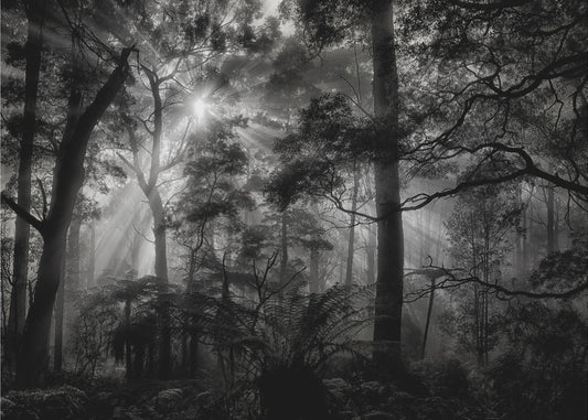 Ensisijainen metsä | Valokuvatapetit