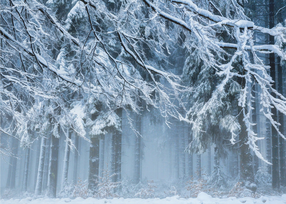 Schneewelt | Fototapeten
