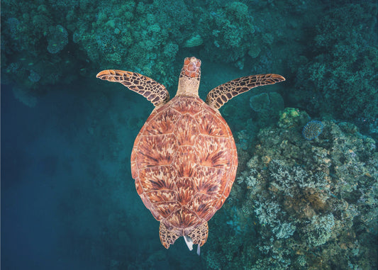 Lentäminen riutan yli | Valokuvatapetit
