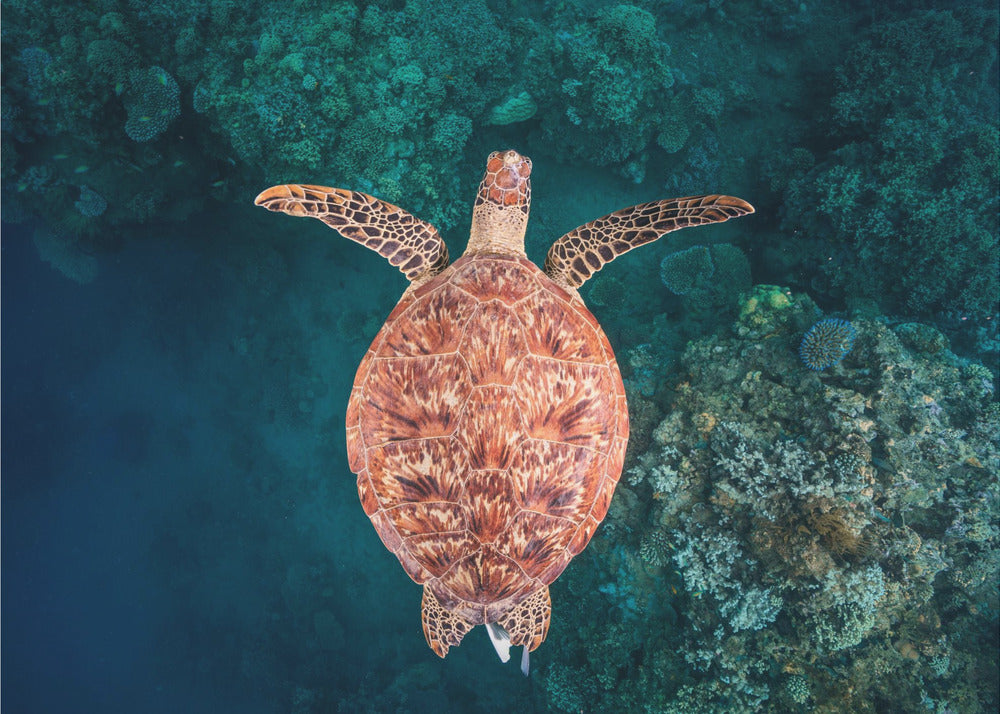 Volando sobre el arrecife | Papel Pintado Fotográfico