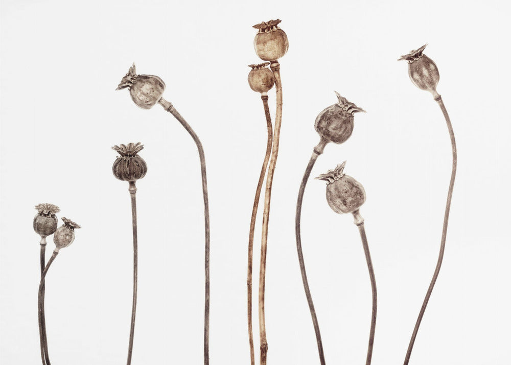 Amapolas | Papel Pintado Fotográfico