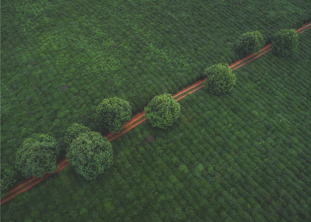 Grønne Perler | Fototapeter