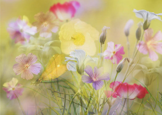 Pieni puutarha kesäisellä pellolla | Valokuvatapetit