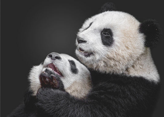 Pandas | Fototapeten