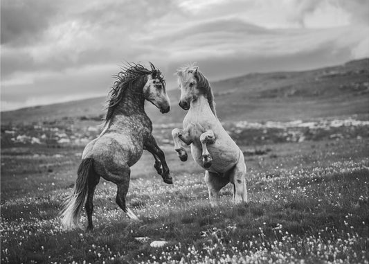 Salvaje y libre | Impresiones en Lienzo