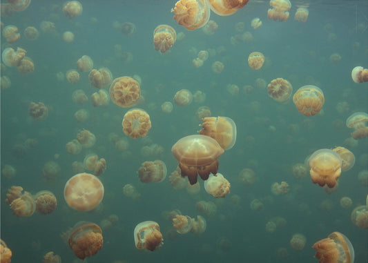 Mundo extraño | Papel Pintado Fotográfico