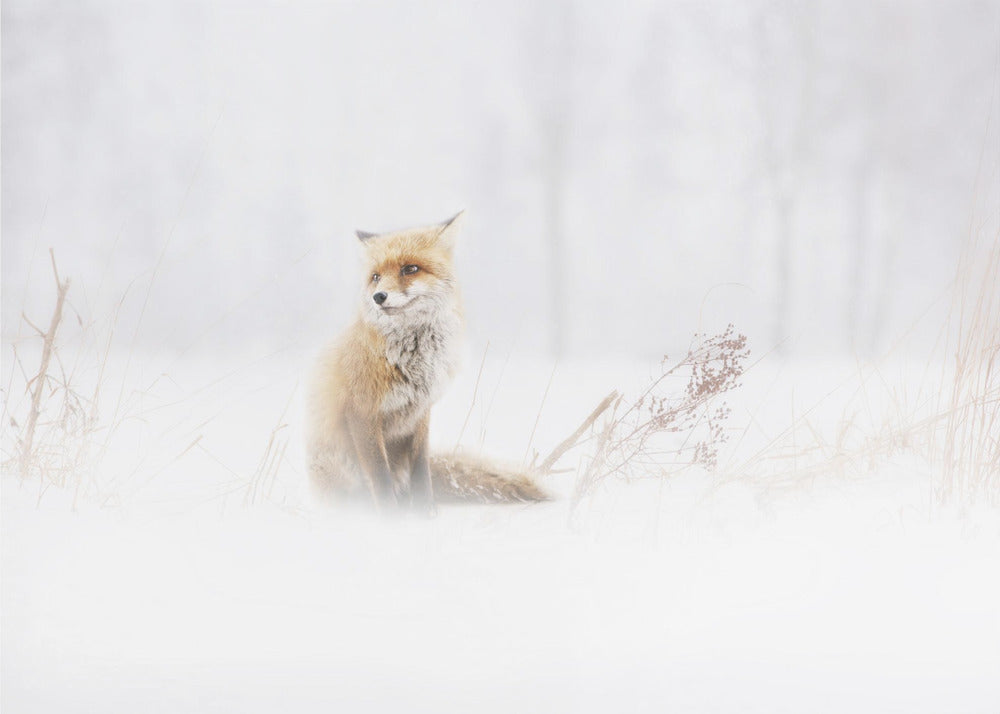 En attente. . . | Papier Peint Photo