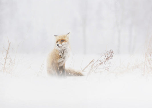 Odotetaan... | Valokuvatapetit