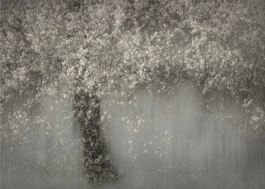 White blossom | Poster