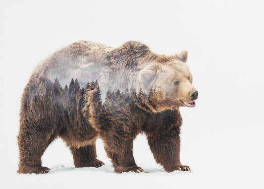 Karhu | Valokuvatapetit