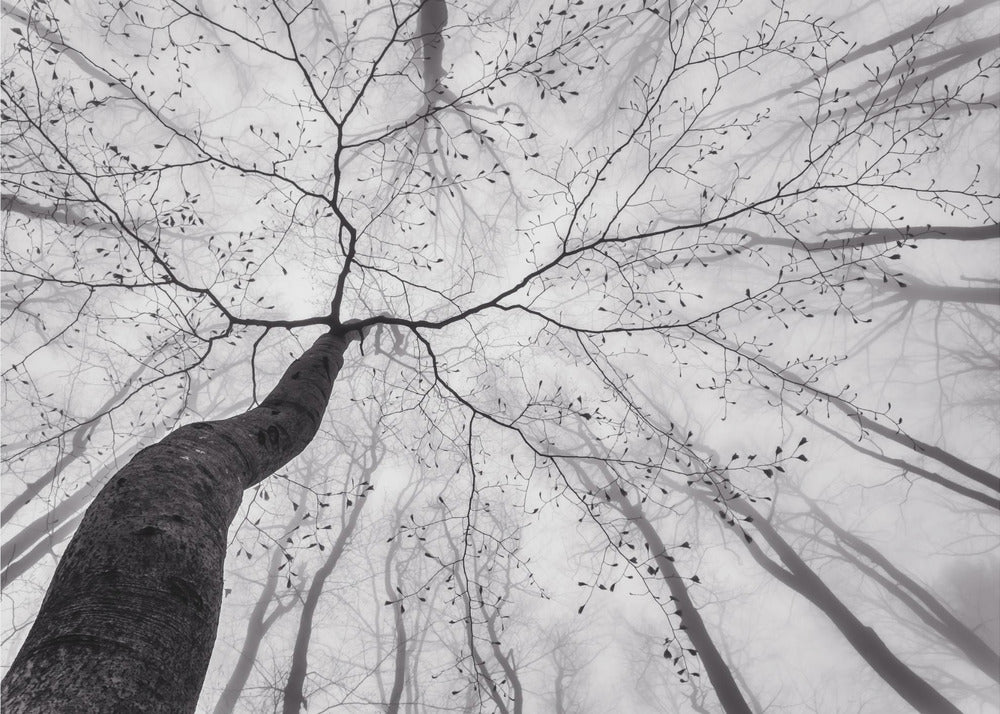 A view of the tree crown | Wallpaper