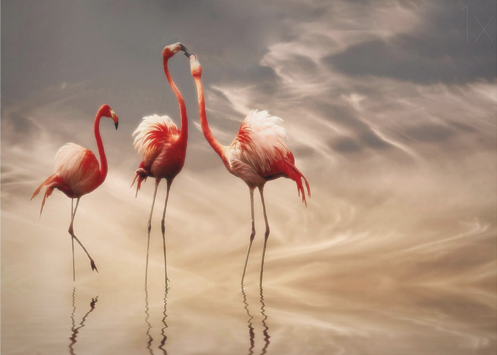 taistelut ... | Julisteet - Taidevedokset