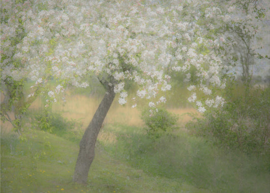 In the garden | Poster