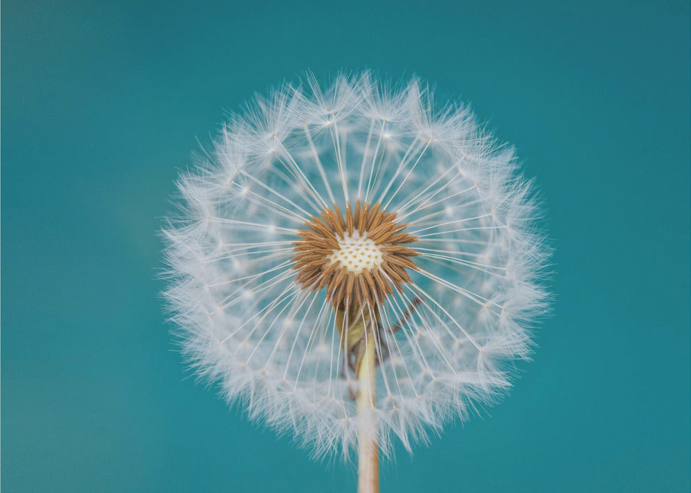 Dandelion | Poster