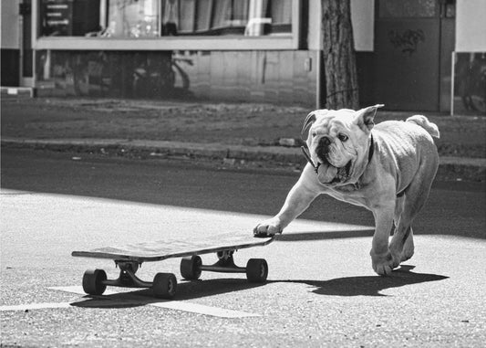 ... koirat haluavat vain pitää hauskaa ... | Canvastaulut