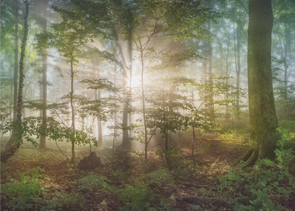 Morgensonne | Fototapeten