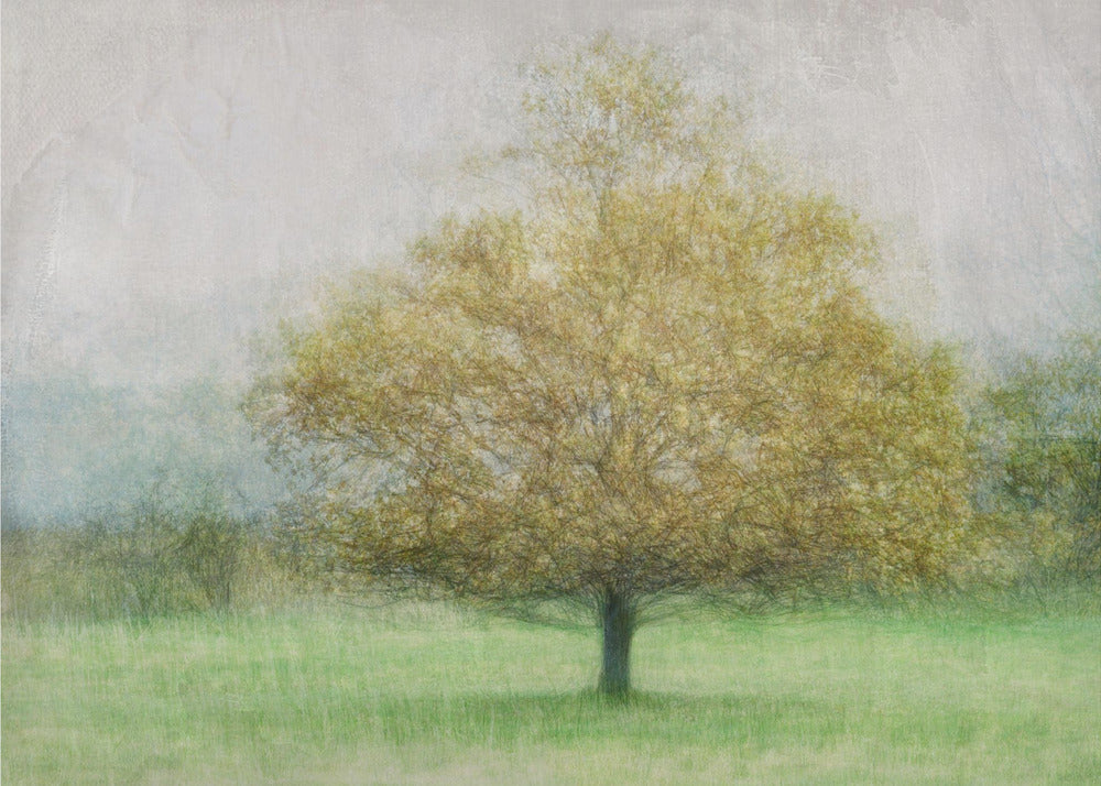 Solitär | Fototapeten