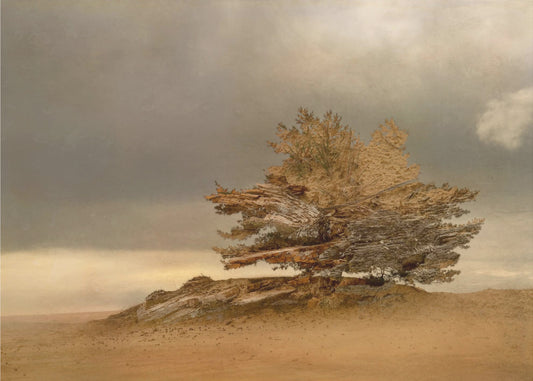 Pine and dunes | Poster