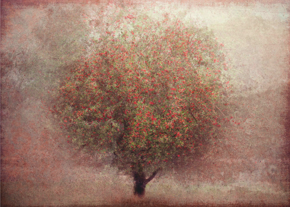 árbol de manzana Papel Pintado Fotográfico