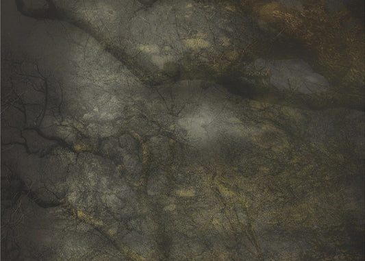 Old forrest | Poster