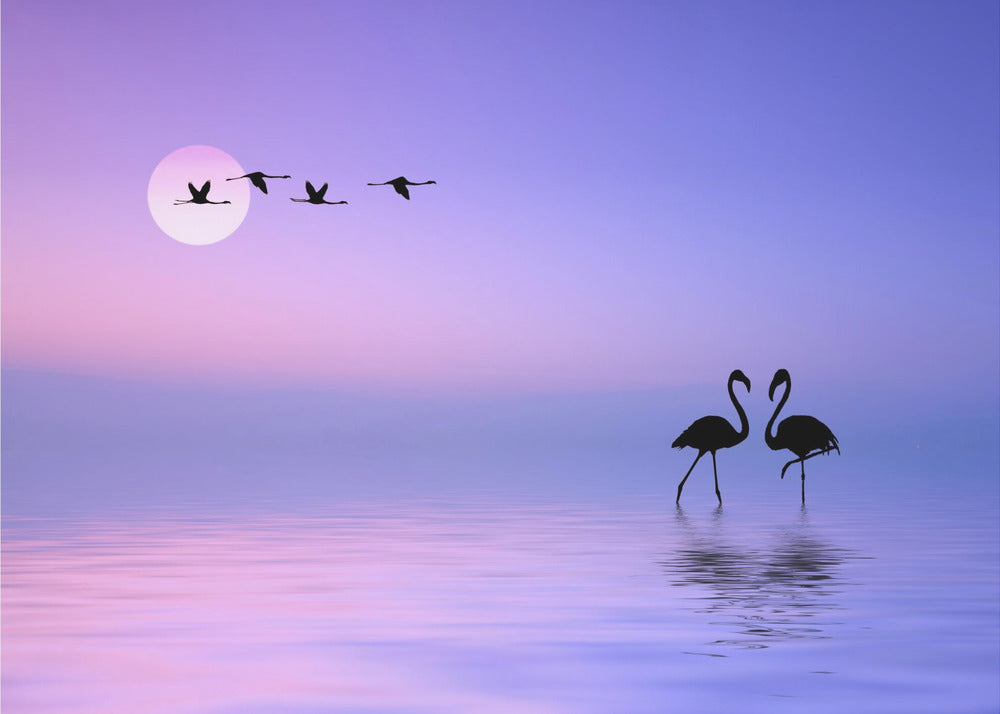 Flying Flamingo | Wallpaper