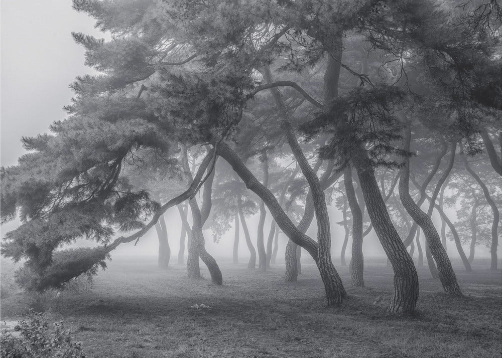 Toujours | Papier Peint Photo