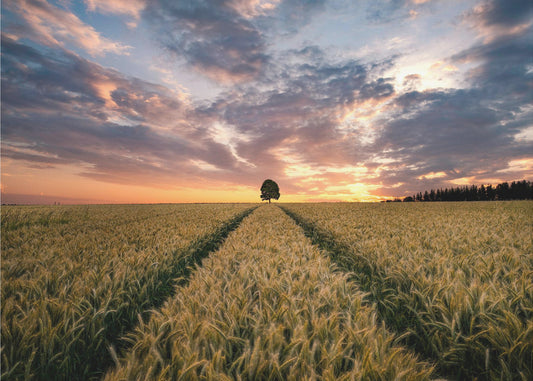 Feld der Träume | Fototapeten