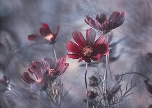 Cosmoslicious | Julisteet - Taidevedokset