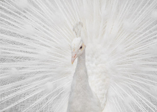 Prächtiger Weißer | Fototapeten